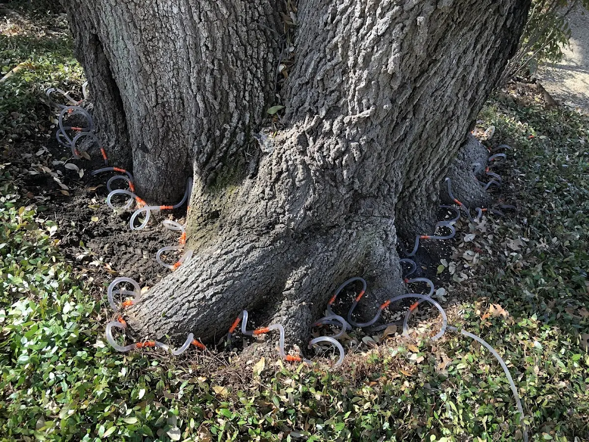 Detailed Shrub and Hedge Trimming job site in Fate