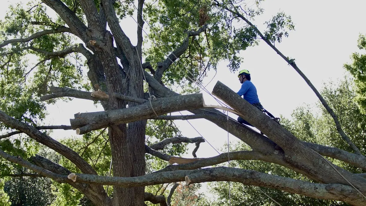 Professional Crown Thinning performed by certified arborists in Fate