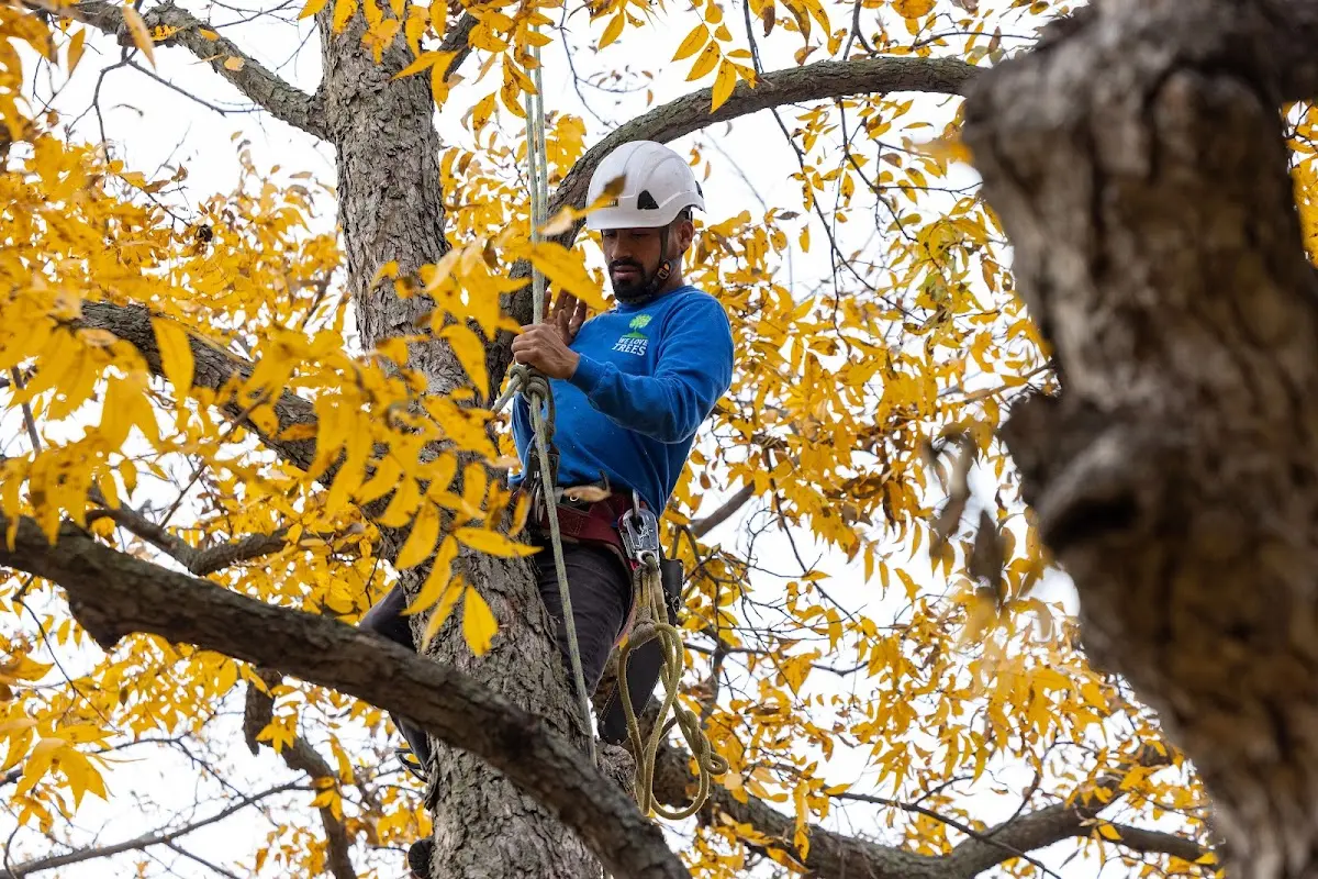 Skilled Dead Tree Removal crew working in Fate